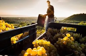 Sicily&#8217;s Etna region gears up for DOCG status