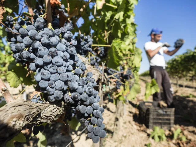 Harvest 2023 Unveils in Sicily Wines with a Strong Identity