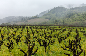 American Zinfandel on Zinfandel Day