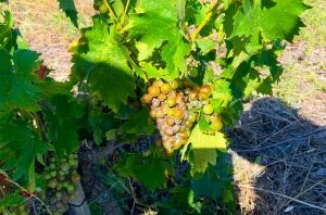 Languedoc harvest 2023: A challenging year of extremes