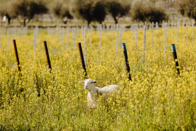 Jada Vineyard in Paso Robles Receives California Certified Organic Farmers (CCOF) Certification