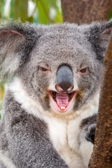 Australian wine could be back on Chinese shelves by early 2024