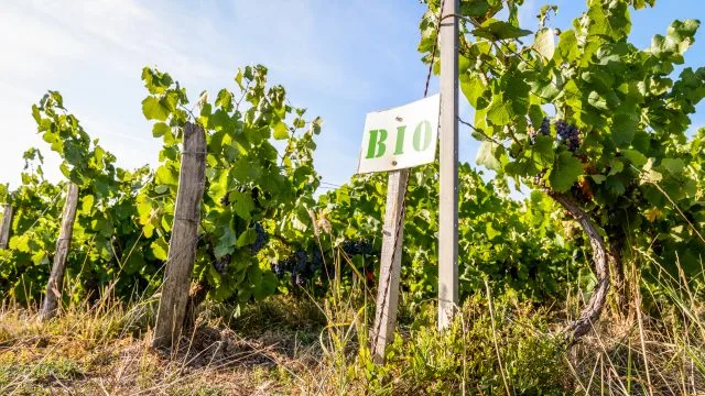 Penedès to become world’s first 100% organic D.O