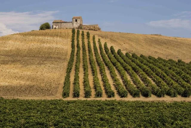 The DOC Sicily Wines Consortium Final Considerations on 2023 Harvest