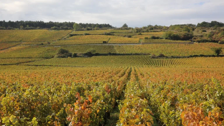 Your essential guide to Burgundy