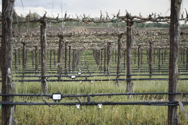 , A Turning Point in Vineyard Care: Targeted Irrigation Eliminates Crop Variability