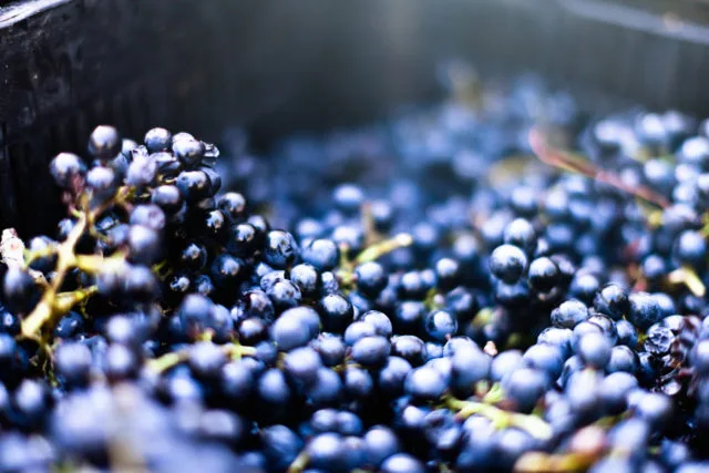 Sold EU wine production tops 16.1bn litres in 2022