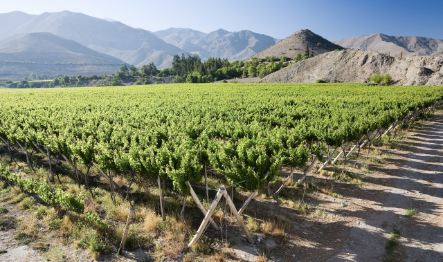 Chile abandoning vineyards as sales decline