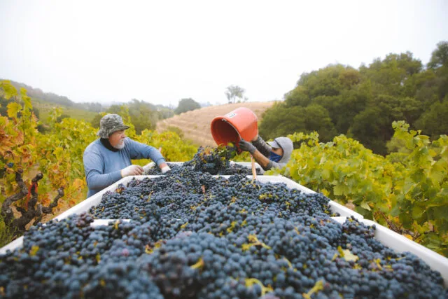 California Vintners Report Exceptional Quality for 2023 Harvest