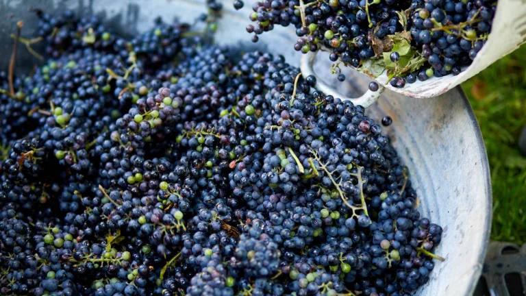 World Wine Production Expected to Sink to 60-Year Low in 2023