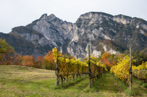 Masterclass: Join Michael Garner MW to taste the thrilling diversity of Alto Adige