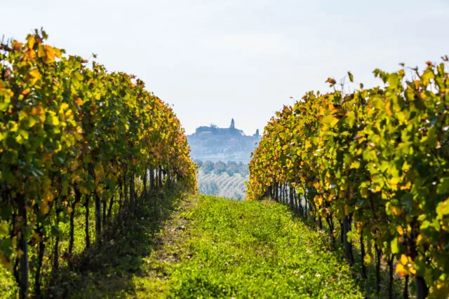 , Nizza DOCG Phenomenon: The Nizza Producers’ Association Closes Out a Record-Breaking 2023 That Celebrates the Piedmontese Denomination as a Rising Star Among Italy’s Great Reds