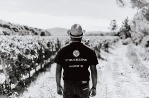 Tselepos – Leading Greece’s wine renaissance