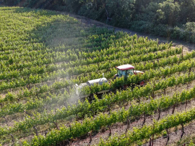 Dramatic rise in pesticide residue in wine