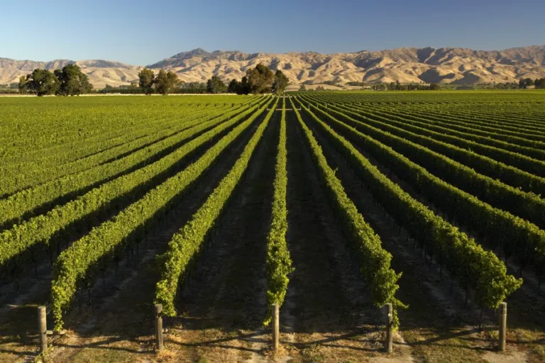 Treasury’s New Zealand vineyard expansion