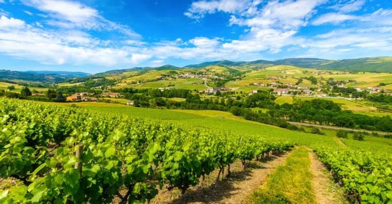 Archeologists Uncover 1,900-Year-Old Winery in France’s Rhône Valley