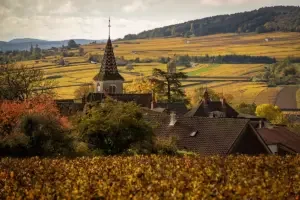 On Burgundy: A splendid, companionable reflection of wine-drenched bounty