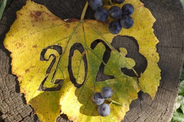 Wine Industry Advisor’s Top Articles of 2023: Viticulture and Winemaking