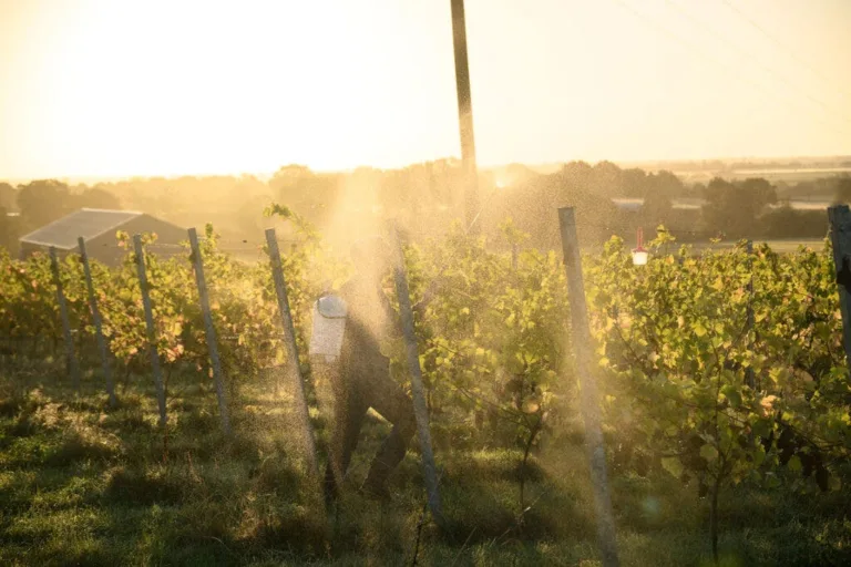 Great Britain Just Had Its Largest Ever Wine Vintage. The Implications Could Be Huge.