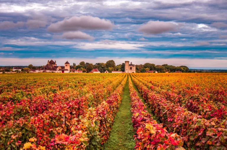 Burgundy 2022 – what to expect from the wines