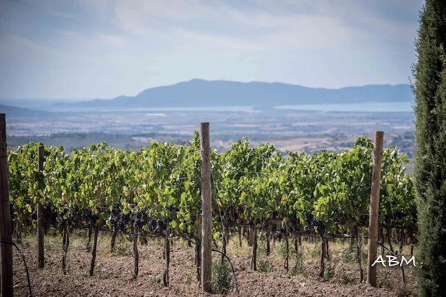 Cantina Vignaioli Wines of the Maremma Paired with Acquacotta