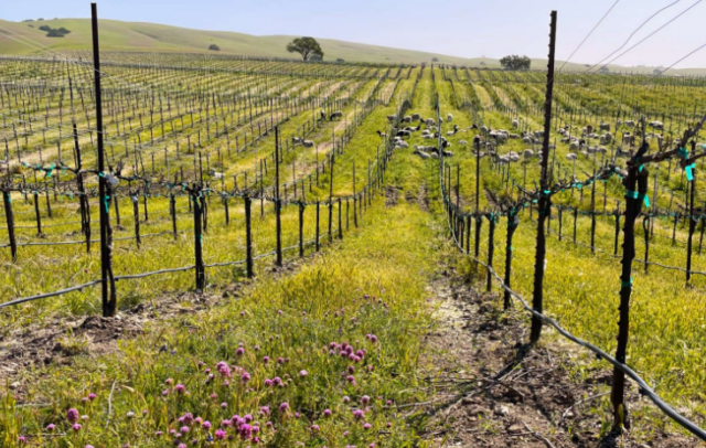 Scheid Family Wines Celebrates Commitment to Organic Farming and Certification Milestones