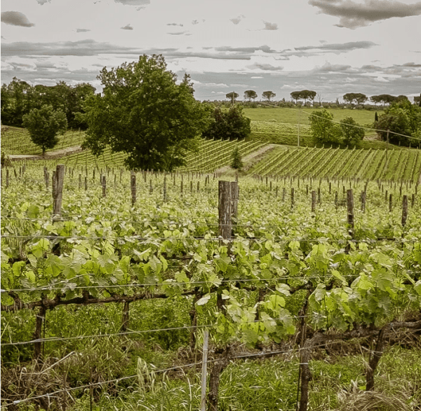 Specific Subsoils at Tenuta Licinia in Tuscany Help Create Sensorially Beautiful Wines