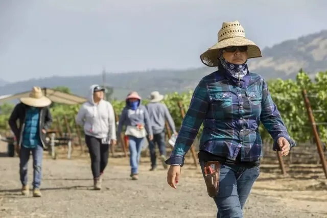 Alexander Valley Winegrowers Holds Their 24th Annual Pruning Contest