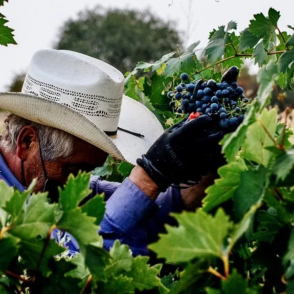 A masterly photographer shows Nature and Lodi winegrowing under a muscular, jarring, different slant of light