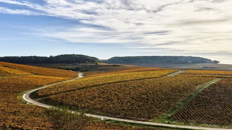 Château Lafite Rothschild Owners Purchase Domaine William Fèvre, First Foray Into Burgundy