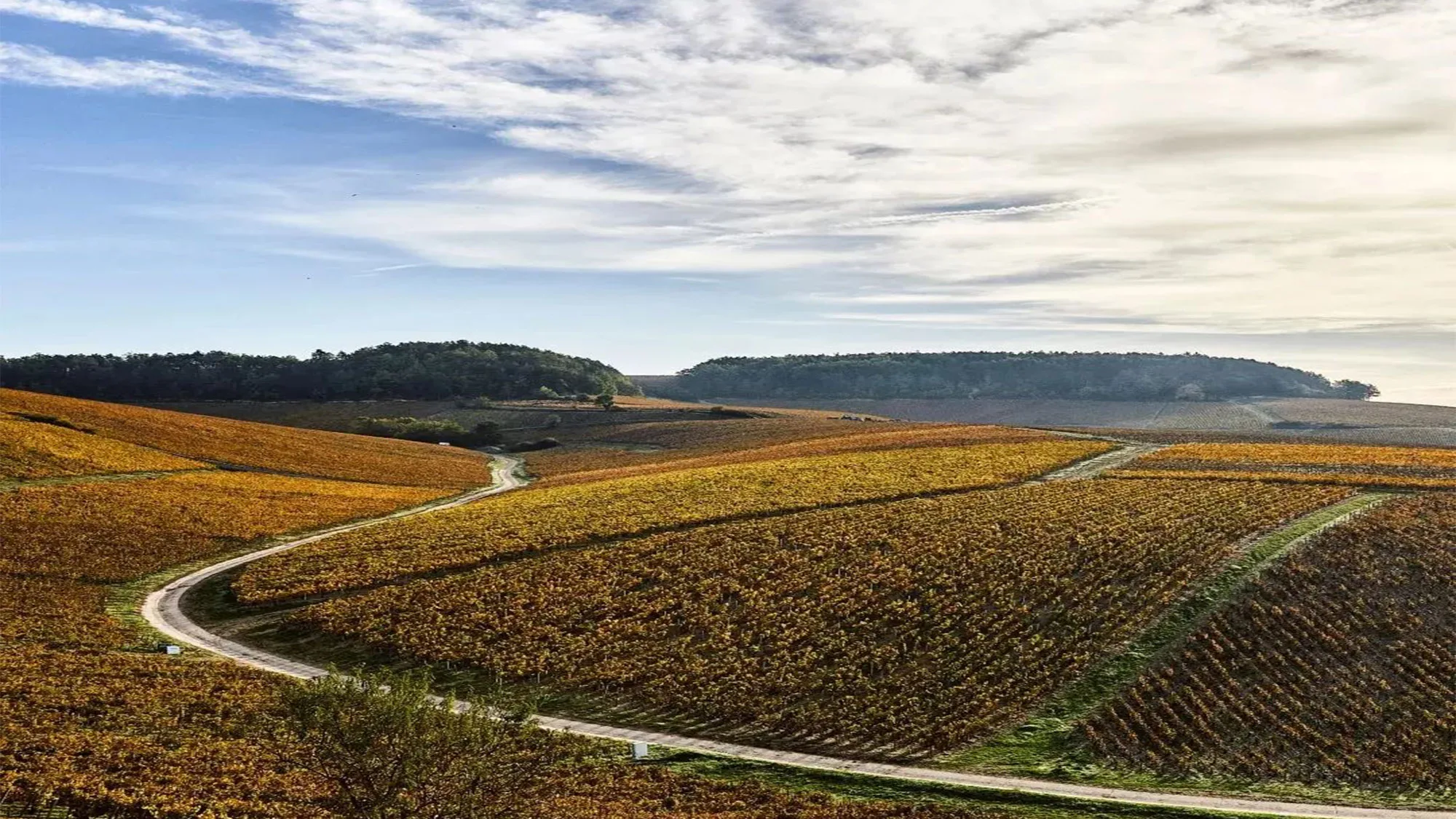 , Château Lafite Rothschild Owners Purchase Domaine William Fèvre, First Foray Into Burgundy