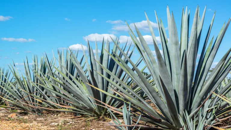 Tequila Exports Fell 4.2 Percent Last Year in First Drop Since 2009