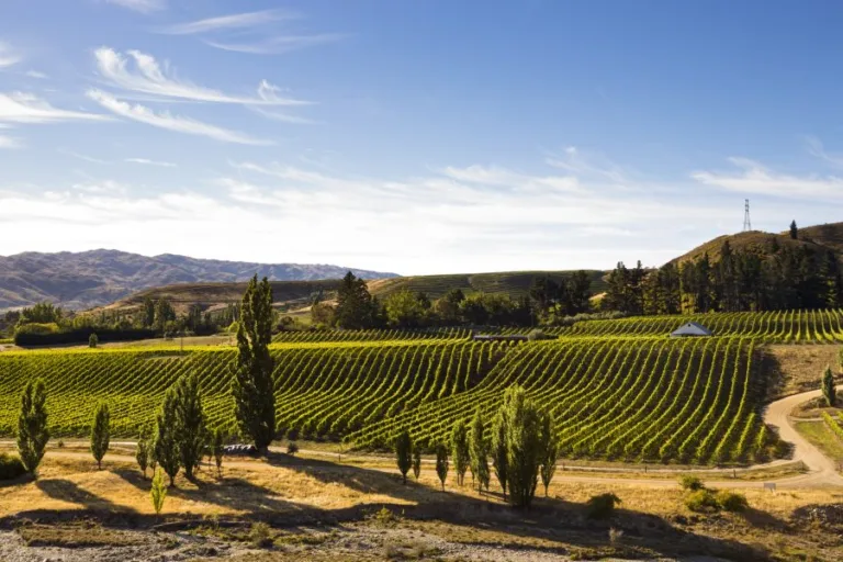 Two Paddocks riesling treats