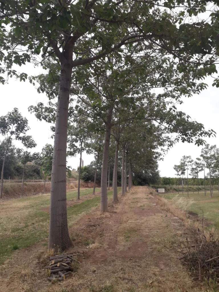 Bordeaux château plants Malbec in new project ‘addressing the climate challenges of tomorrow’