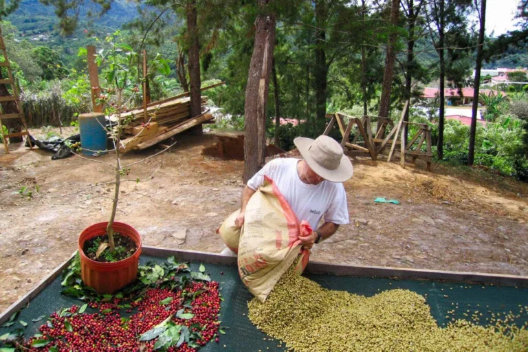 Coffee Terroir: Beans Cultivated in Volcanic Soil Yield Surprising, Complex Brews