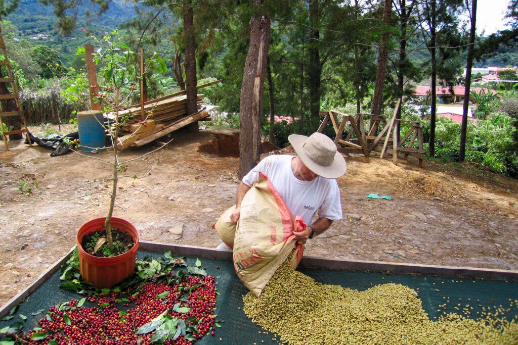 , Coffee Terroir: Beans Cultivated in Volcanic Soil Yield Surprising, Complex Brews