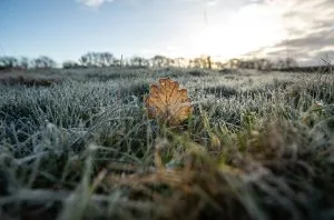 App to warn grape growers of spring frost secures £300,000 funding