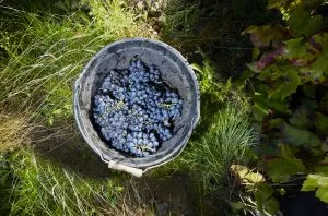 Brits abandon Merlot in favour of Beaujolais