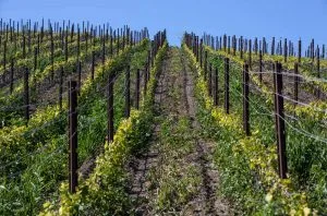 Call for net reduction of more than 12,000 vineyard hectares in California