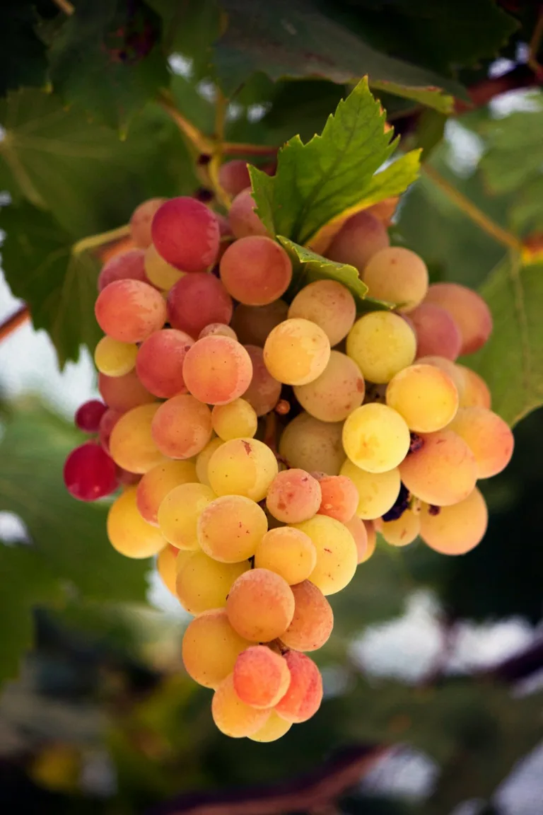 Some Wine Grapes You May Have Never Heard of Before