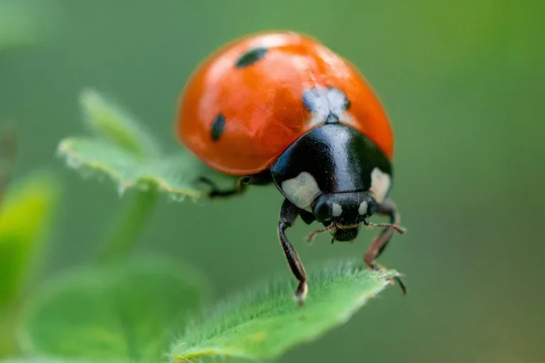 Lady Bug Taint in Wine?  Yes &#8211; It&#8217;s a Real Thing!