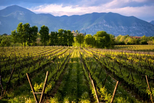 Franciacorta: A Vision of the Future on the Strength of the Past