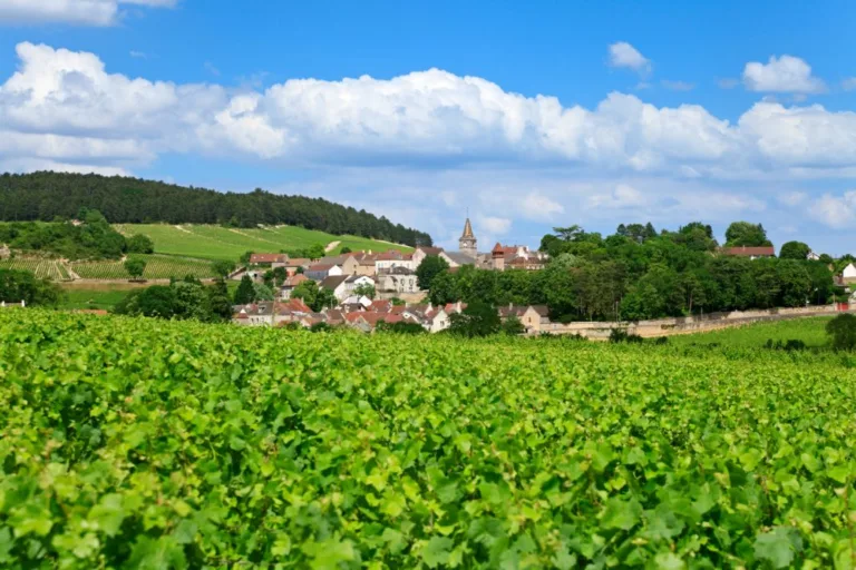 Burgundy 2022 proves to be the ‘hair of the dog’ the fine wine market needed