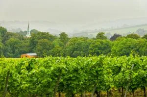 Kent wine tour: Top wineries to visit