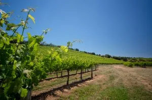 Wine glut forces Australian growers to destroy millions of vines