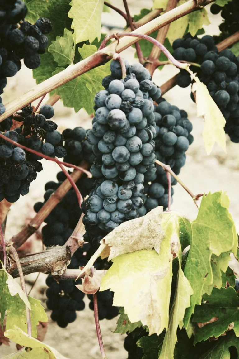 Tannat &#8212; Uruguay&#8217;s Flagship Grape for Wine Production