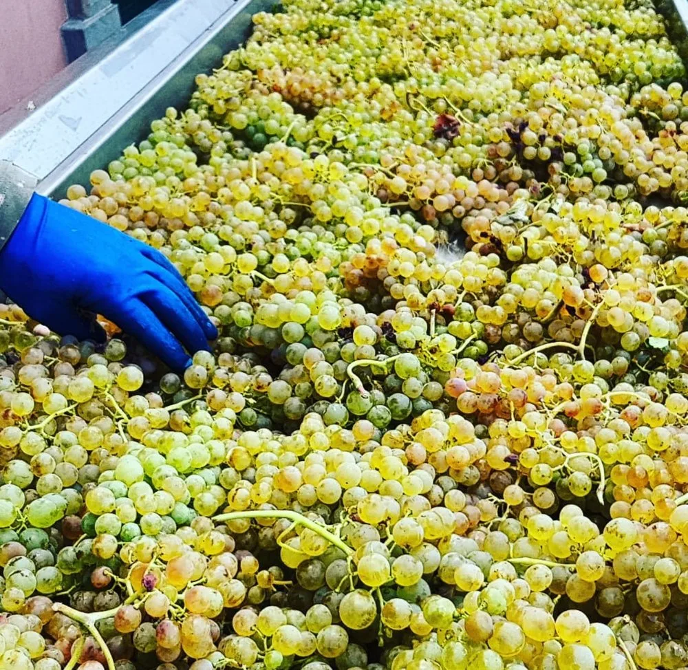 , Spotlight on Vermentino, a Mediterranean Treasure