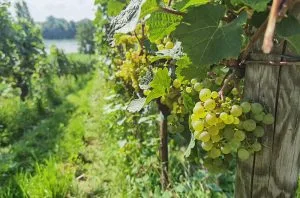 German Riesling: A buying guide for beginners