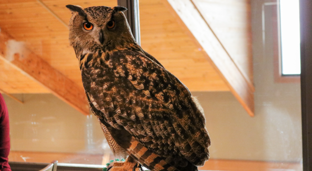 Willamette Valley Vineyards Hosts Pairings Dinner and Auction with Partners at the Cascades Raptor Center