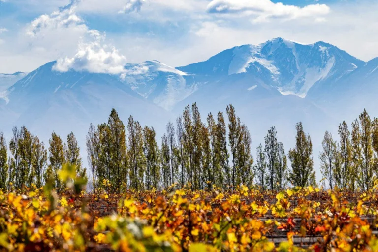 The Best Wineries (and More) to Visit in Mendoza, Argentina